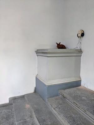 Complication preview